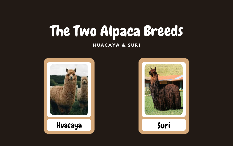 Huacaya vs. Suri... What's the difference?