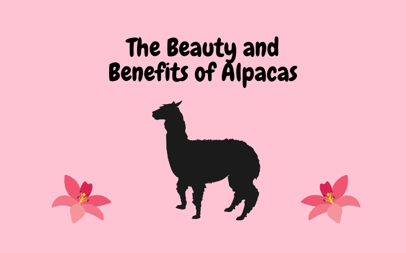 The Beauty and Benefits of Alpacas · Alpaca Connection Imports